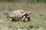 TORTUE GEOCHELONE SULCATA